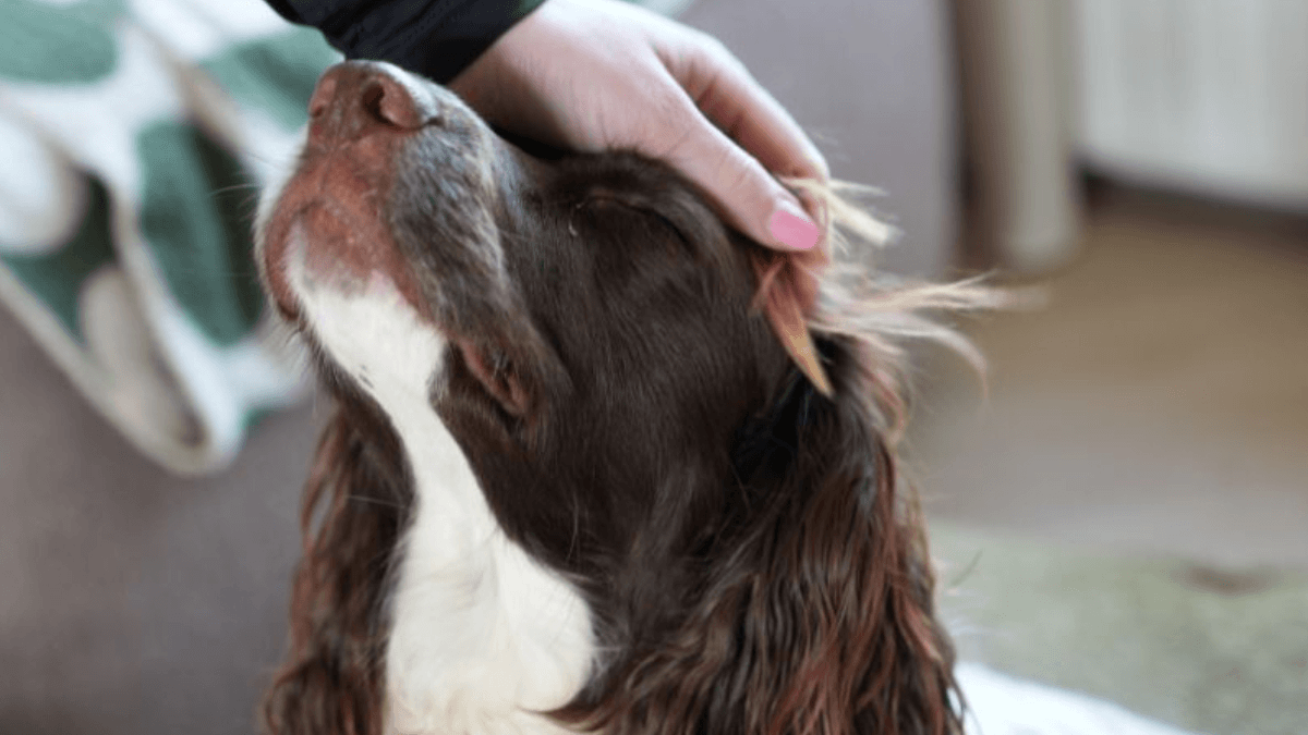 Calm Support voor honden en katten