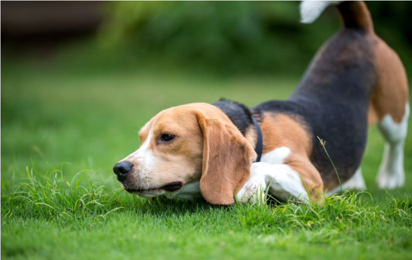 Waarom eet mijn hond gras?