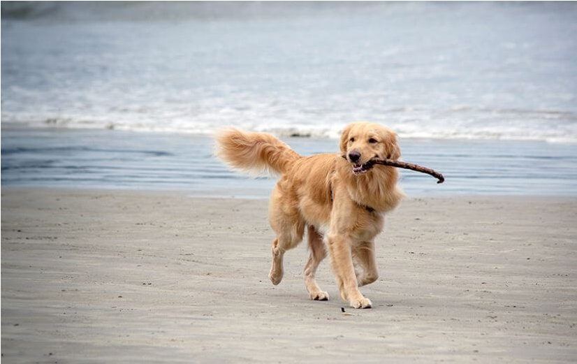 Werkt glucosamine voor honden echt