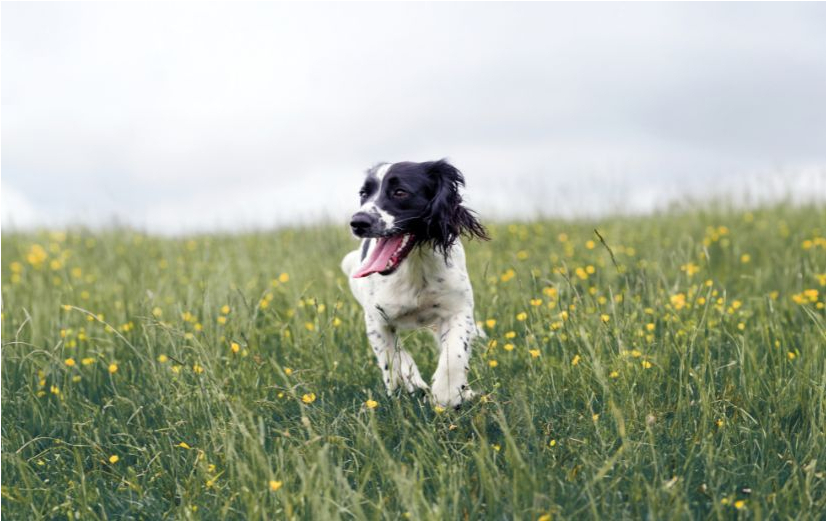 Zwart-witte hond loopt door een groen bloemenveld met gele wilde bloemen en kijkt vrolijk opzij tijdens een wandeling in de natuur.