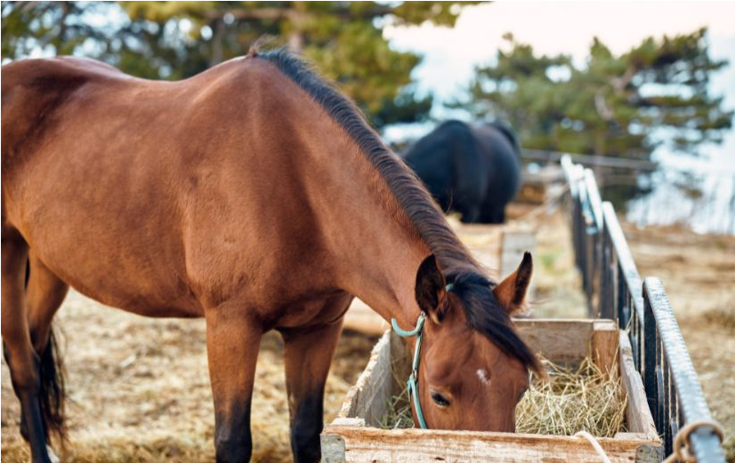 Hoe geef je PEA aan een paard?