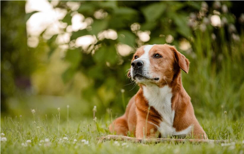  verschil tussen glucosamine en groenlipmossel