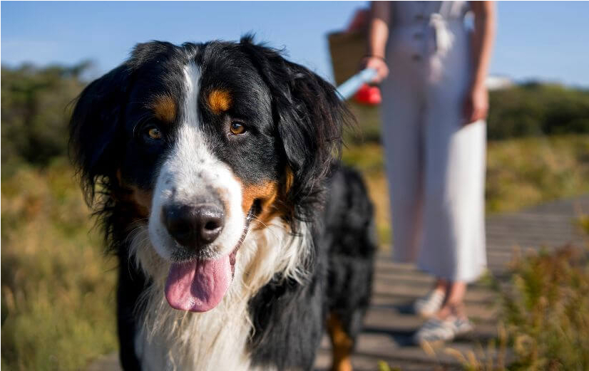 glucosamine werking bij honden