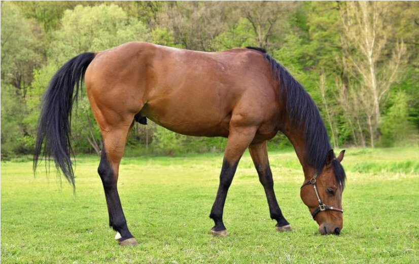 Paard en stijfheid